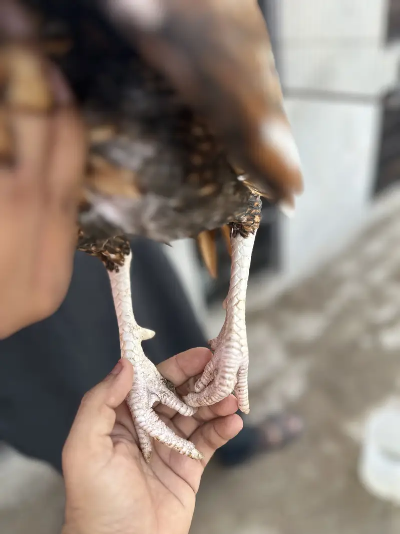 Peela aseel pure mianwali bloodline for sale — photo 3