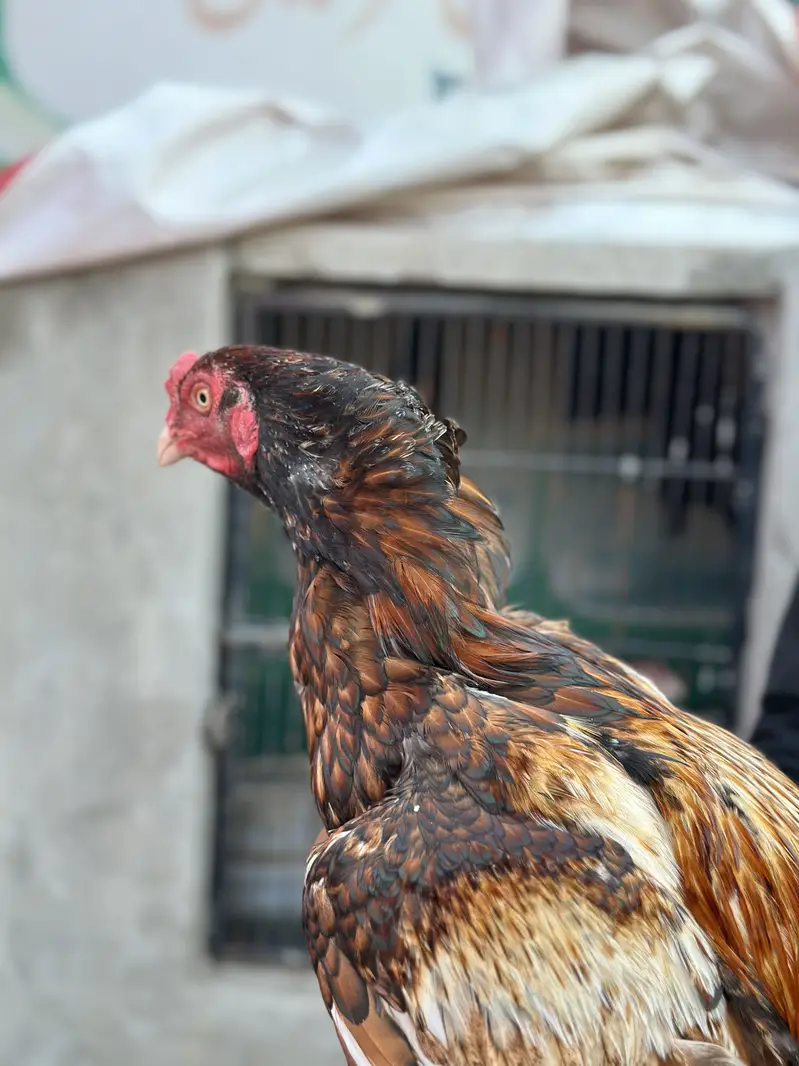 Peela aseel pure mianwali bloodline for sale — photo 4