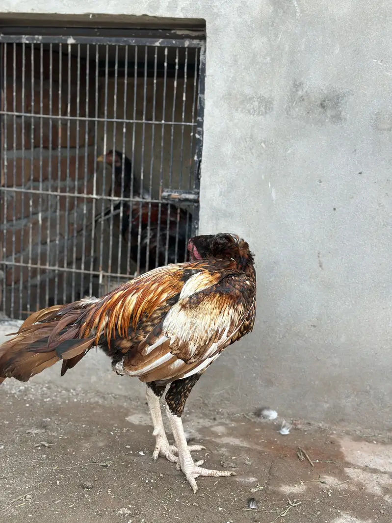 Peela aseel pure mianwali bloodline for sale — photo 5