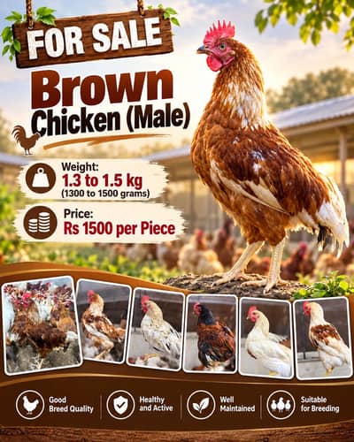 Lohmann Brown