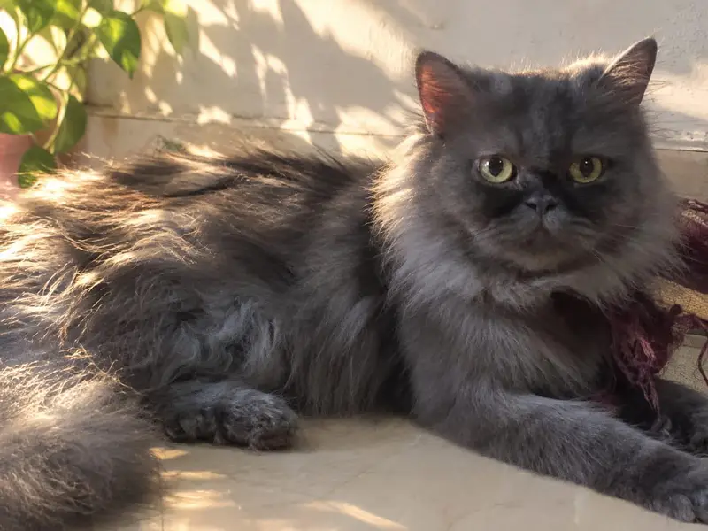Persian cat for sale triple coded Punch face and semi Punch — photo 3