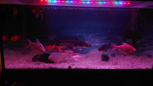 Healthy well grown fishes
