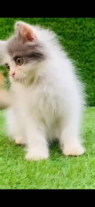 Persian kitten available