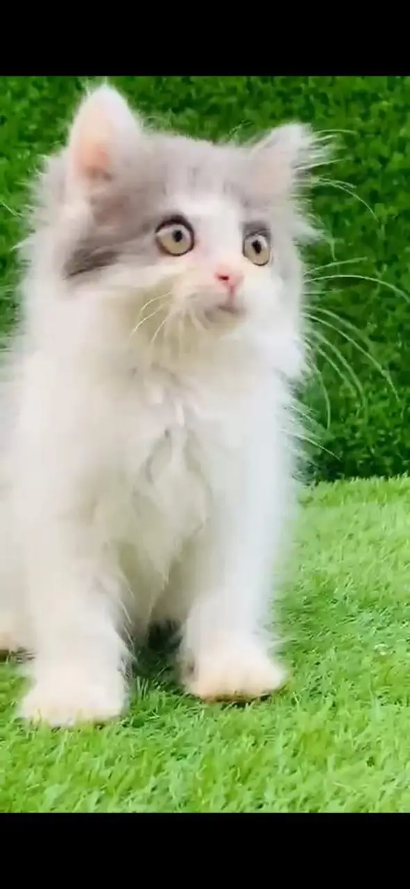 Persian kitten available — photo 2