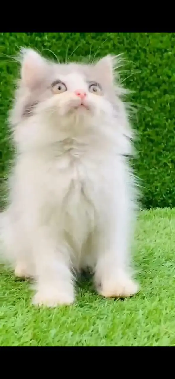Persian kitten available — photo 3