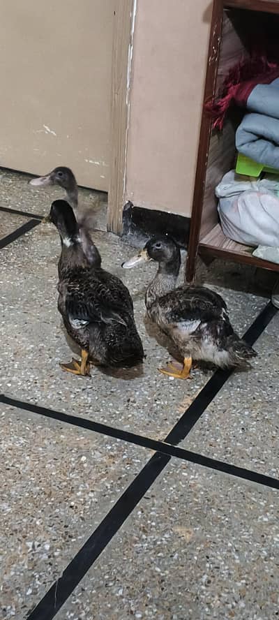 duks for sale