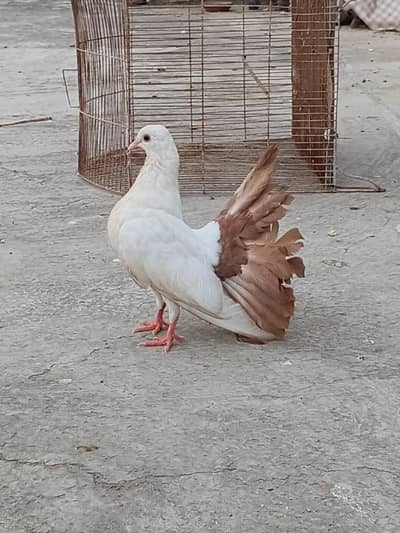 Pigeon Red Tail/Black Tail/English fantail/Fancy