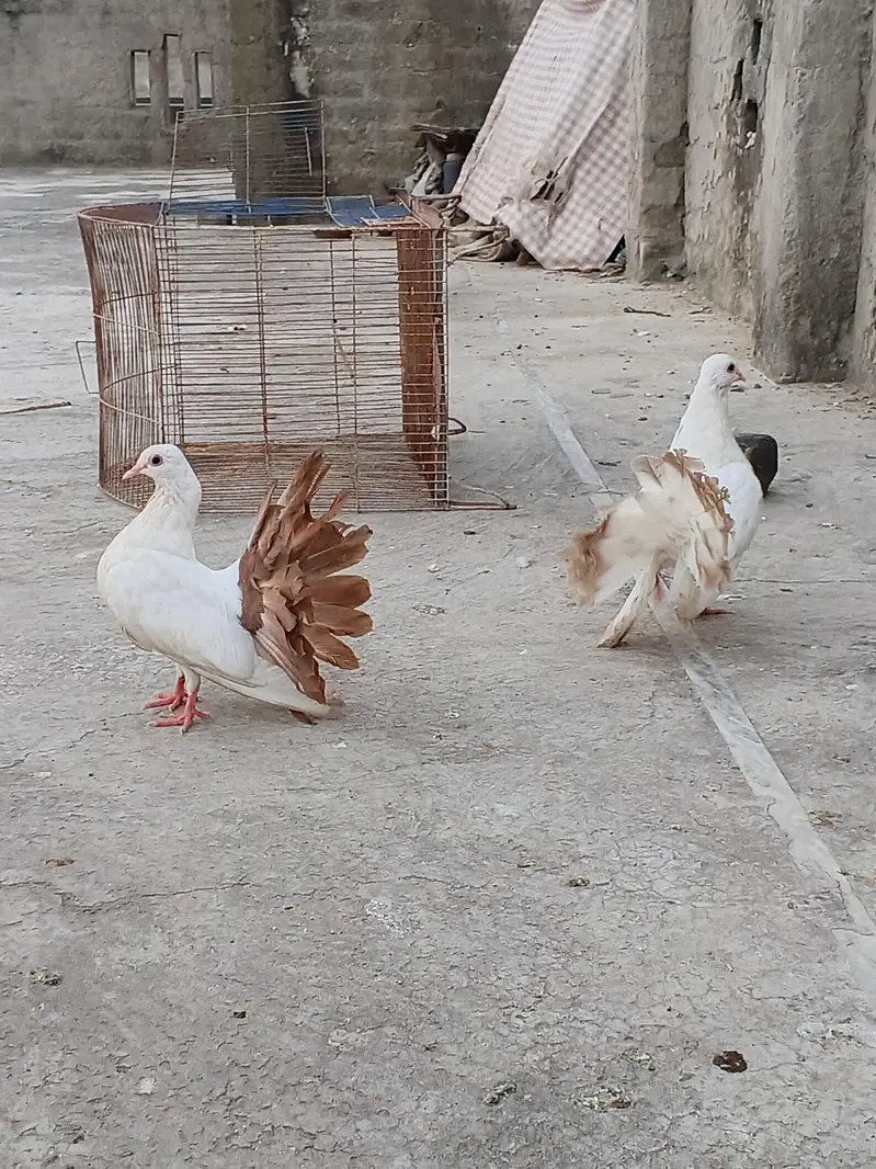 Pigeon Red Tail/Black Tail/English fantail/Fancy — photo 4