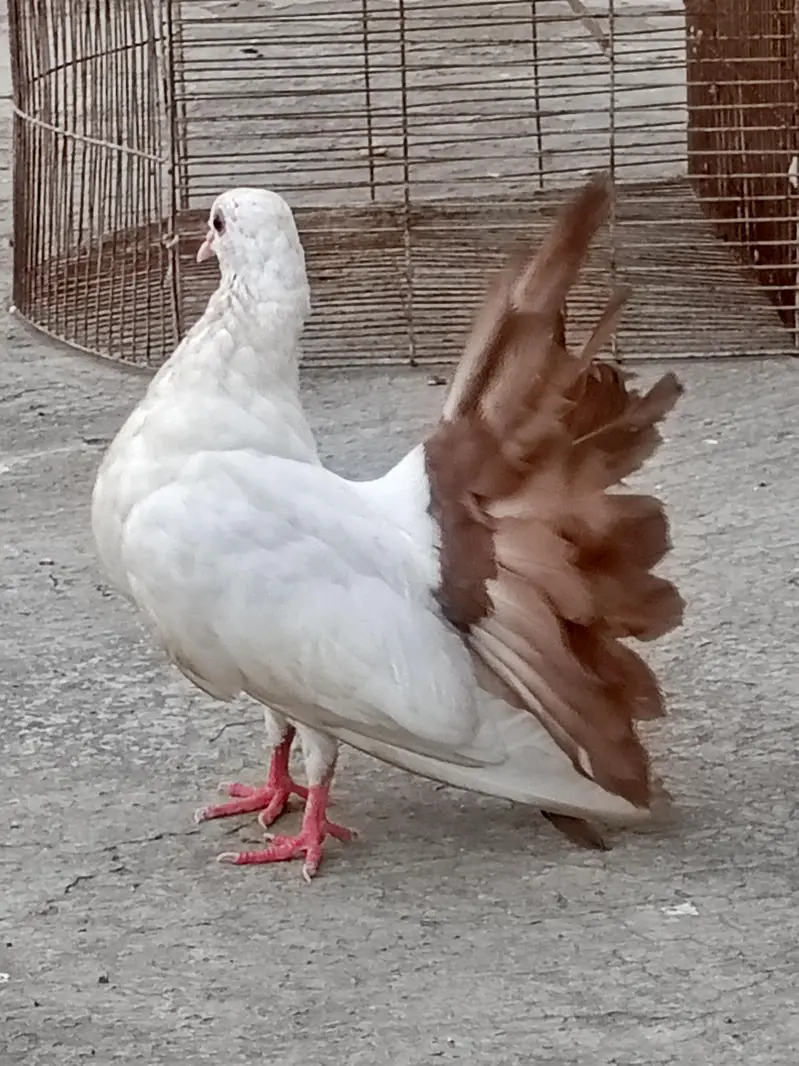 Pigeon Red Tail/Black Tail/English fantail/Fancy — photo 5