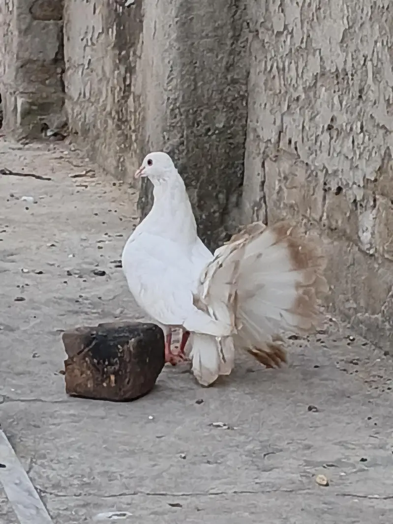 Pigeon Red Tail/Black Tail/English fantail/Fancy — photo 6