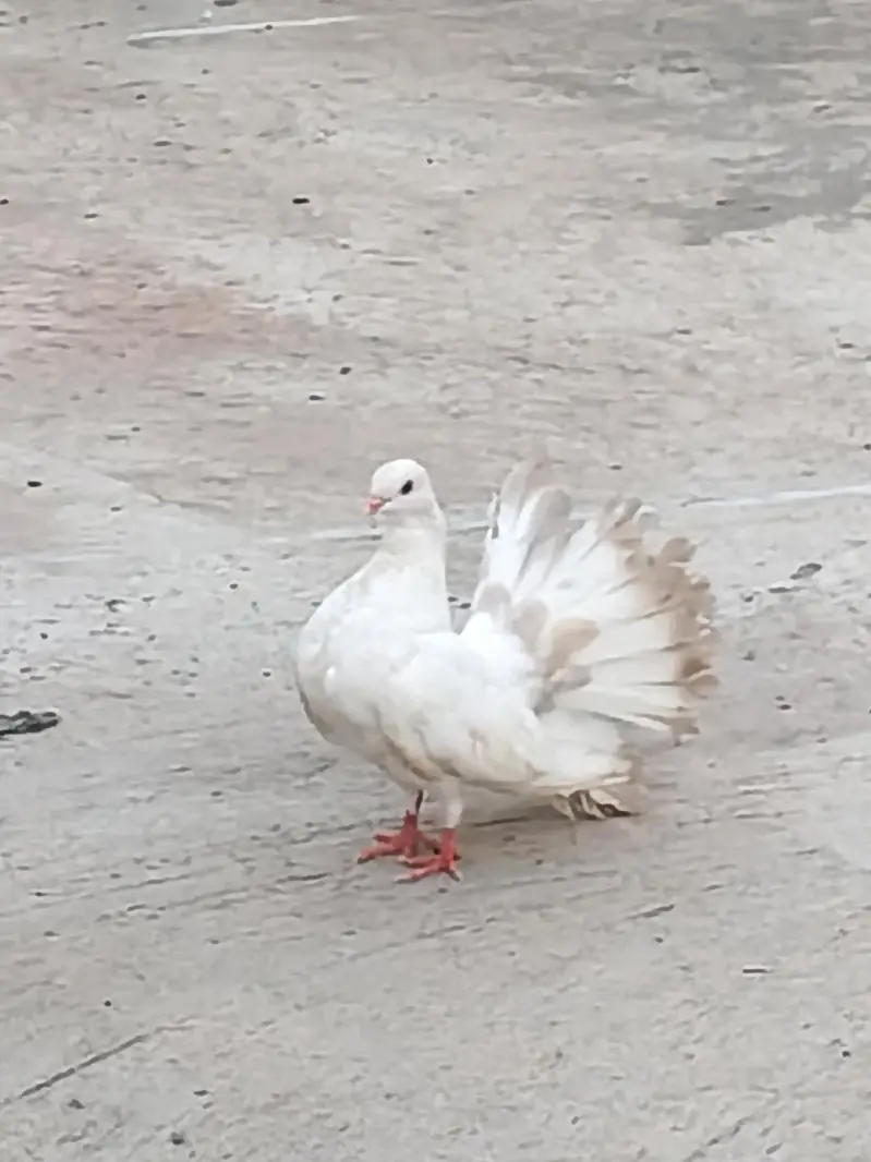 Pigeon Red Tail/Black Tail/English fantail/Fancy — photo 7