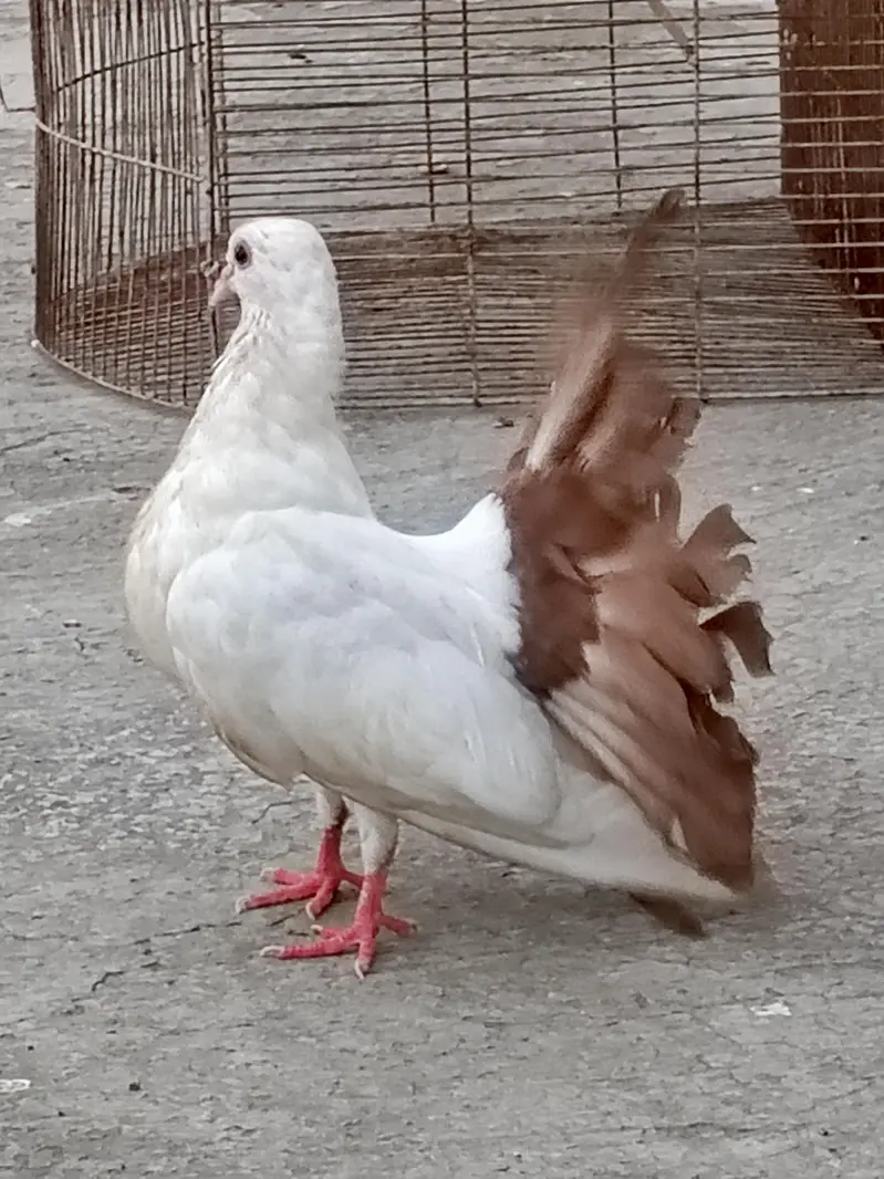 Pigeon Red Tail/Black Tail/English fantail/Fancy — photo 8