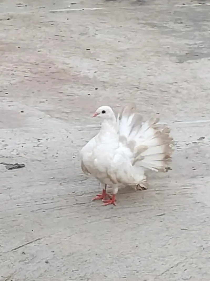Pigeon Red Tail/Black Tail/English fantail/Fancy — photo 9