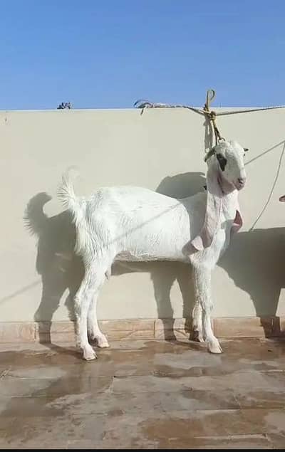 Mashallha Bhot khobsurat bakri Gulabi nasal me