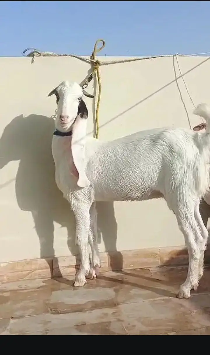 Mashallha Bhot khobsurat bakri Gulabi nasal me — photo 2