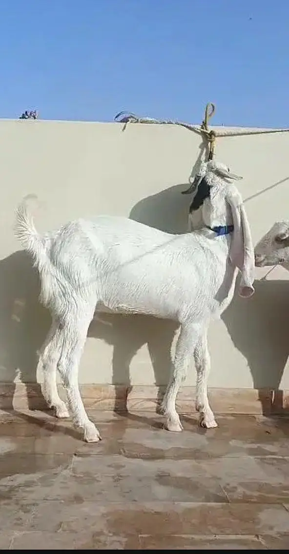 Mashallha Bhot khobsurat bakri Gulabi nasal me — photo 3