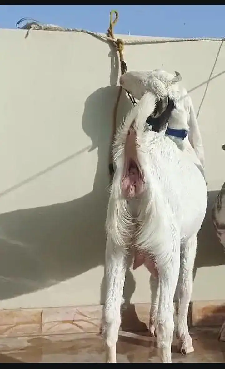 Mashallha Bhot khobsurat bakri Gulabi nasal me — photo 4