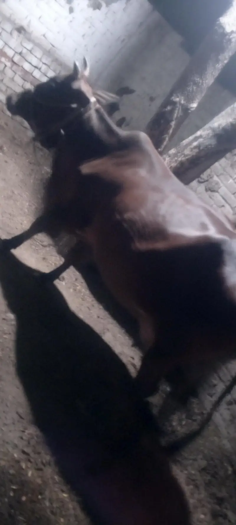 guban (9) month sa iper ha last dodh is na 12 kg dia tha — photo 2
