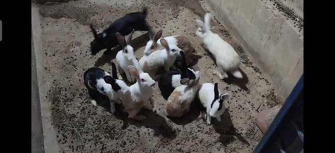 10 Rabbits