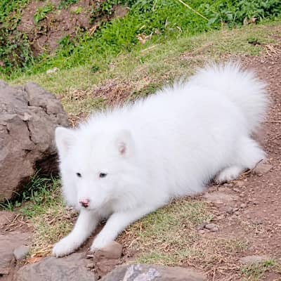 doge for sail