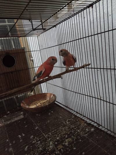 Rosa burki breeder pair price 25k