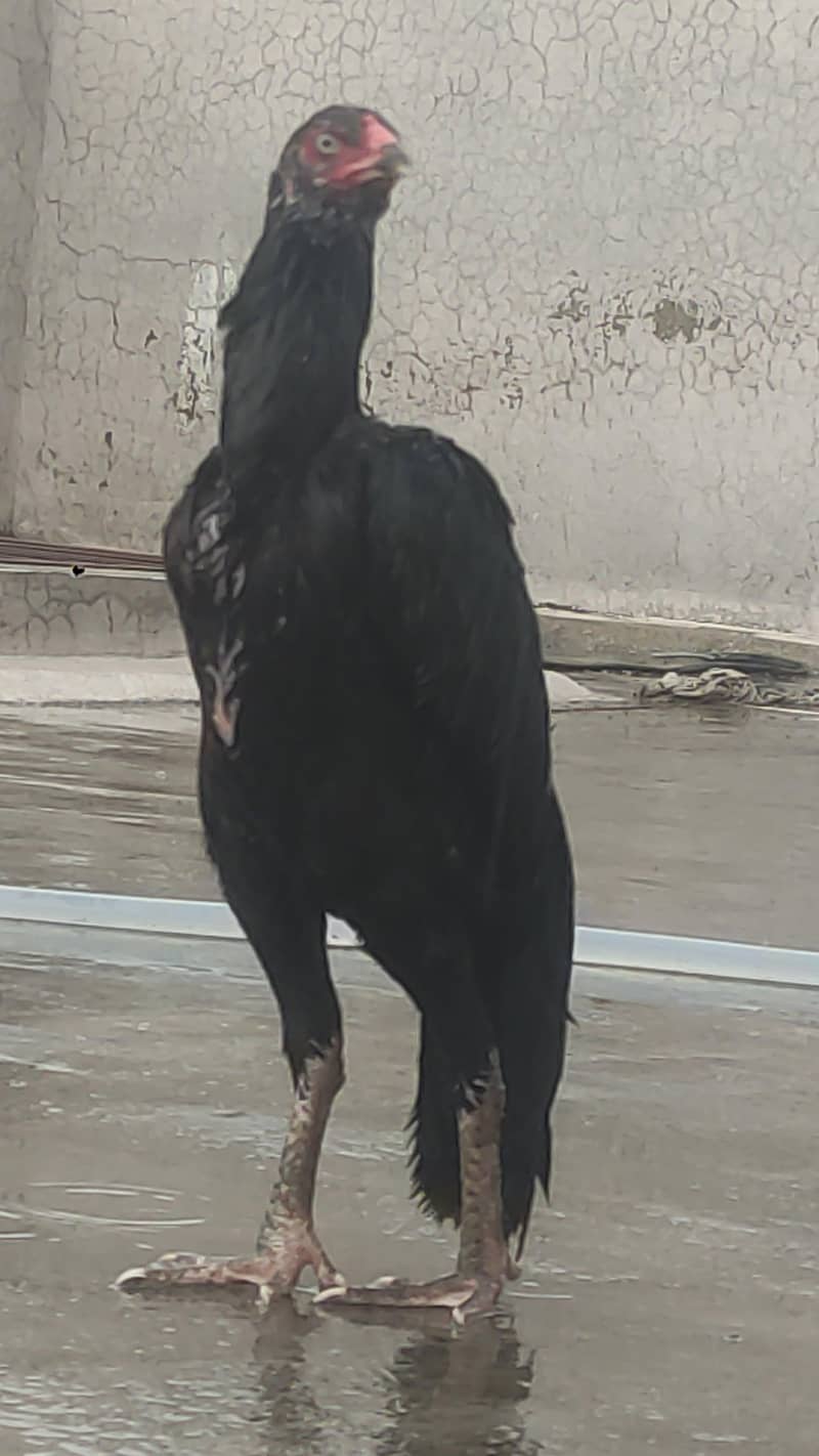 aseel murga 0