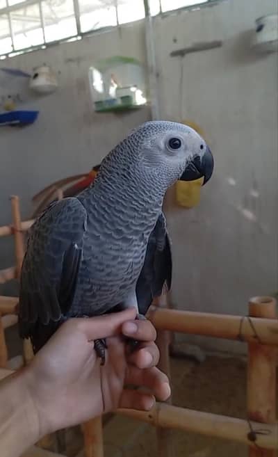 Grey African Parrot