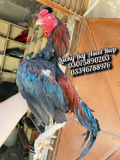 Aseel Murga