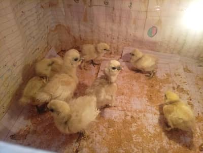 chiks day old