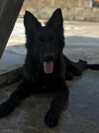 German