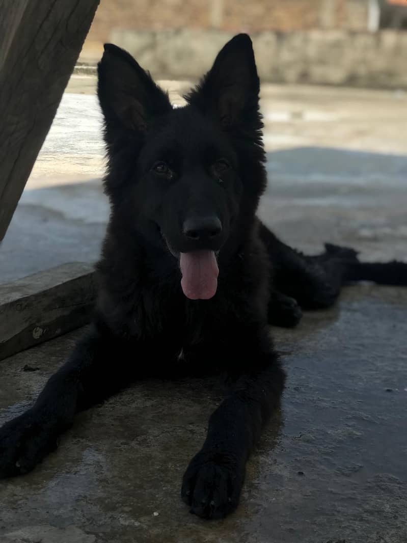 German 0