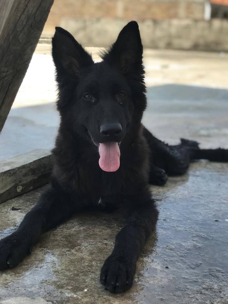 German 1