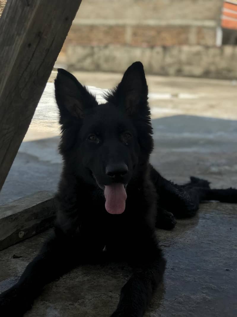 German 2