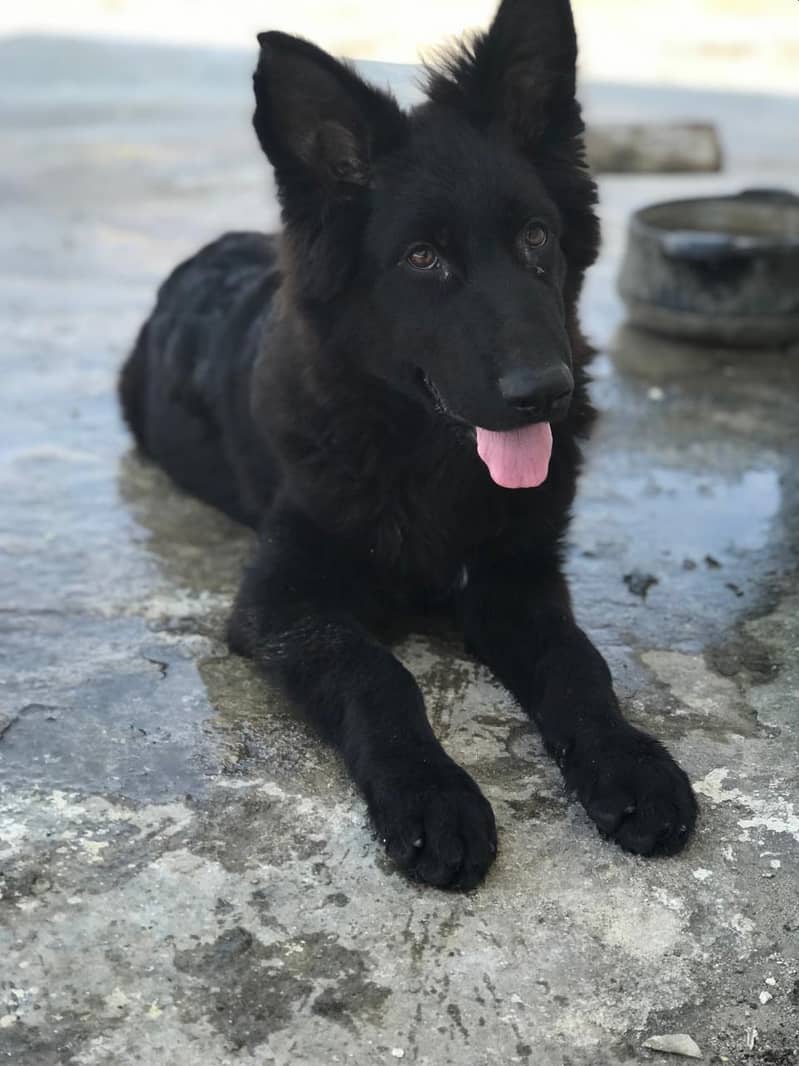 German 3