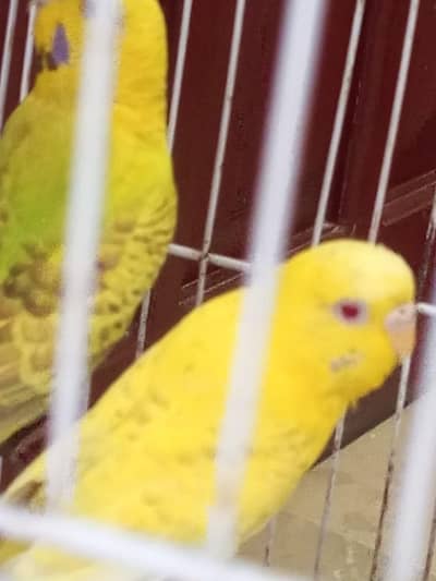 Budgies females for sale.