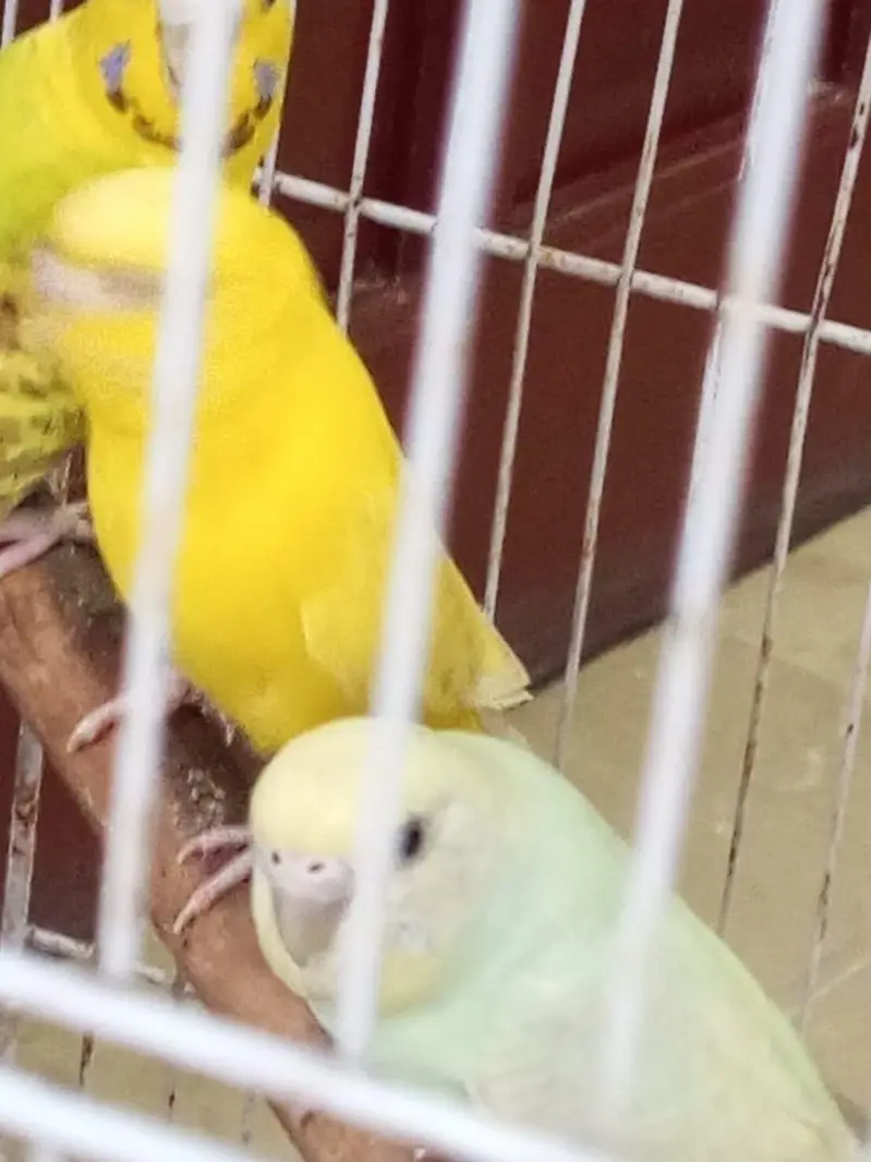 Budgies females for sale. — photo 2