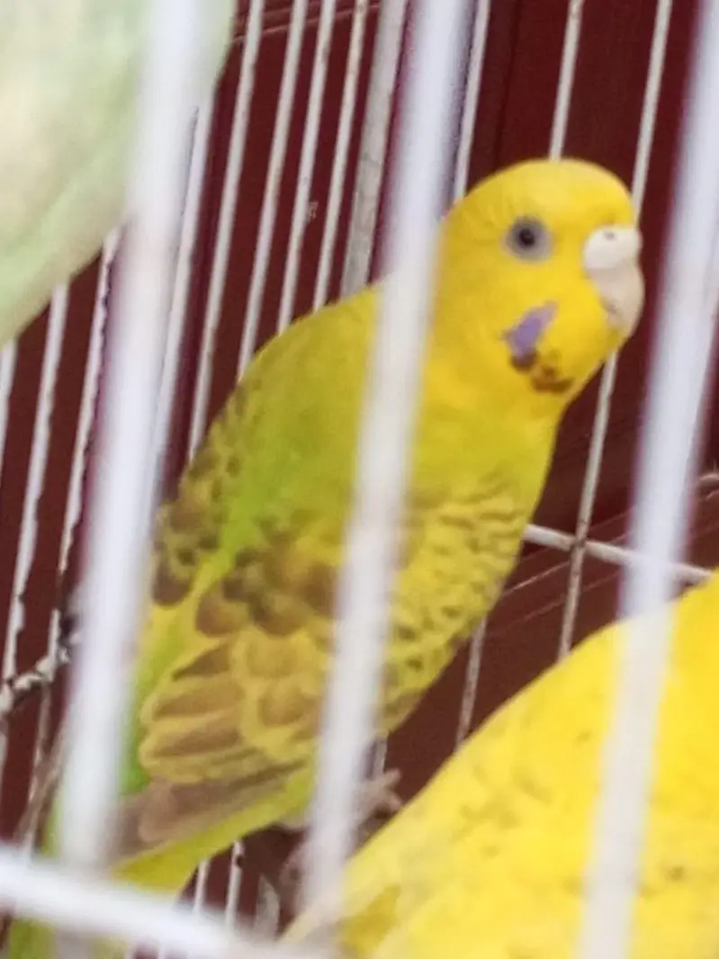 Budgies females for sale. — photo 3