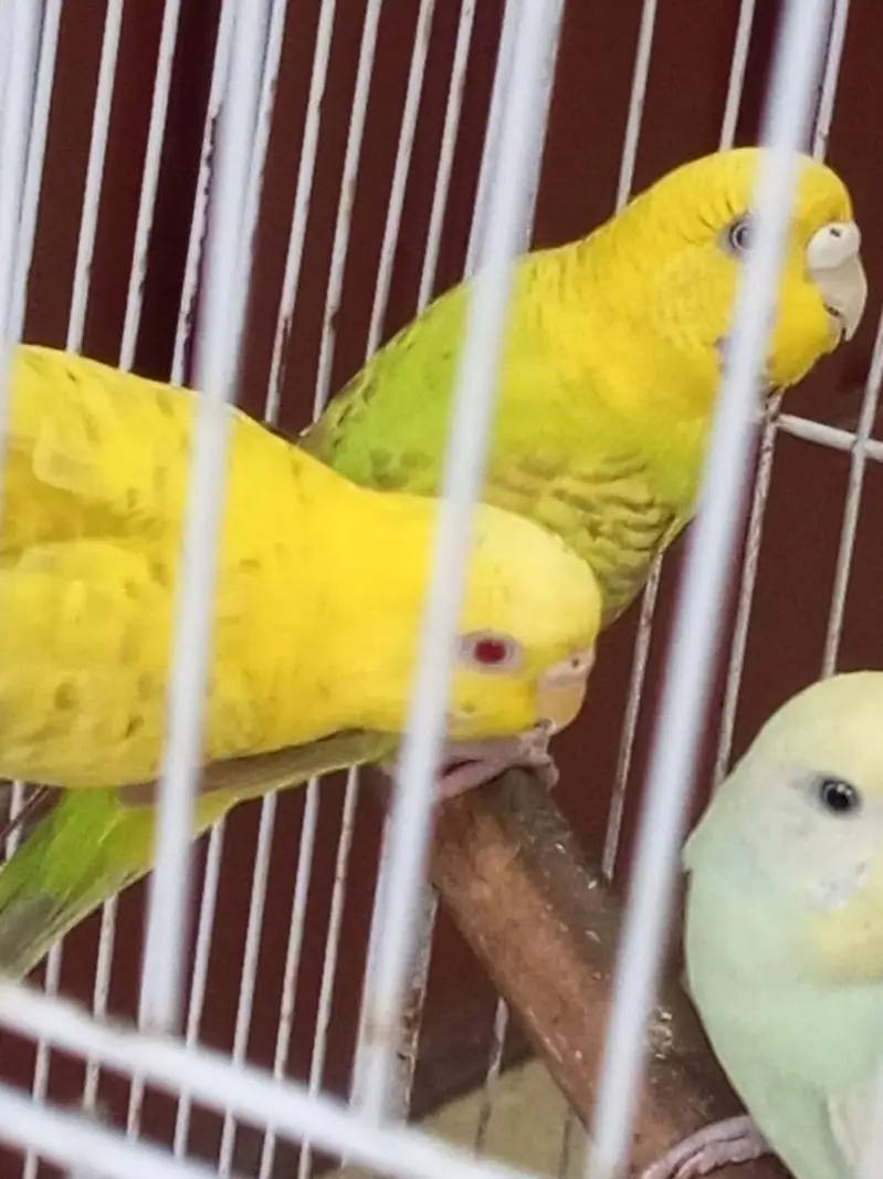 Budgies females for sale. — photo 4