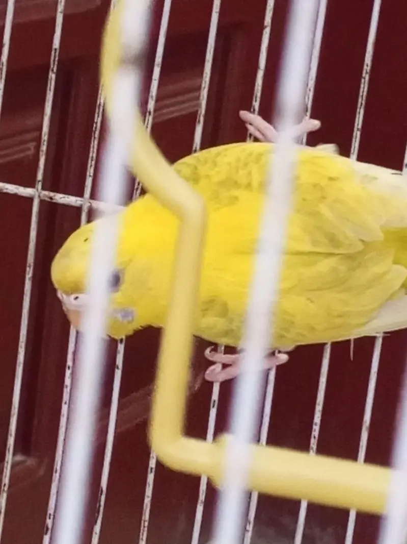 Budgies females for sale. — photo 5