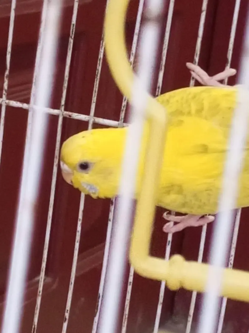 Budgies females for sale. — photo 6