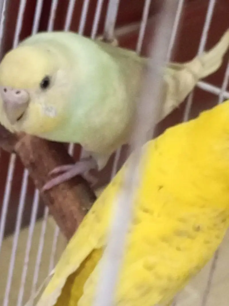 Budgies females for sale. — photo 7