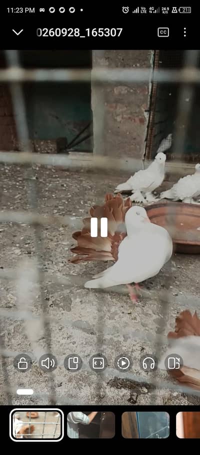 Red tail breeder pair