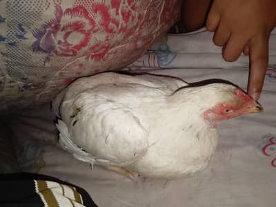 egg derahi ha location nazimabad no 2 delivery Nahin Hogi
