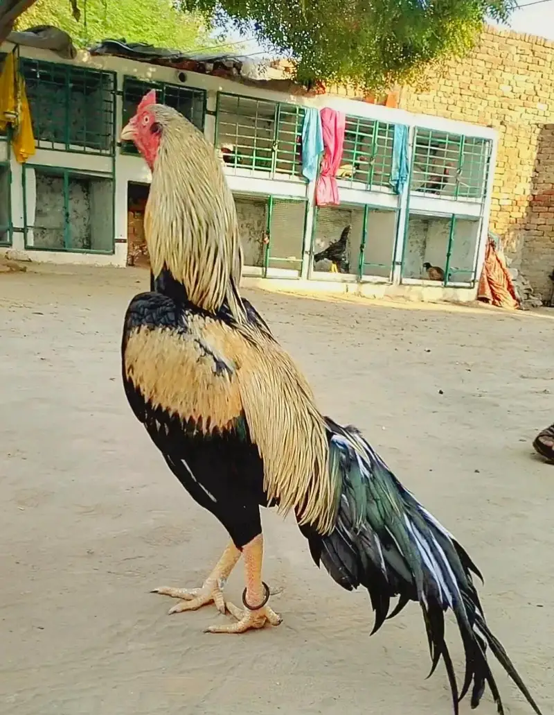 Miawali Aseel Murga — photo 2