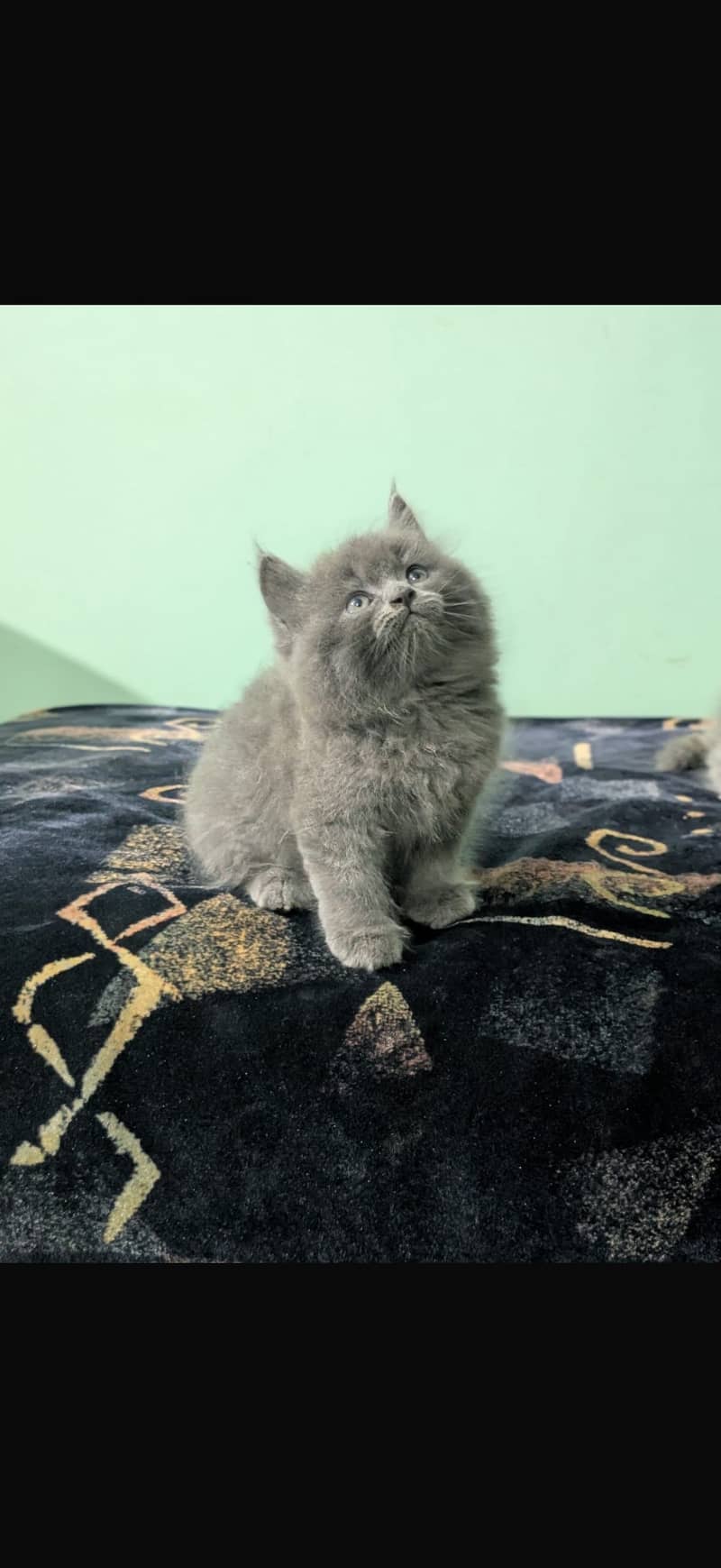 Persian Kitten 0