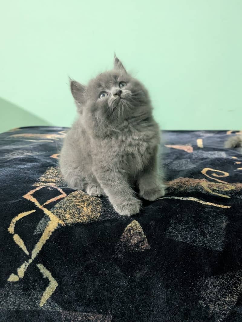 Persian Kitten 1
