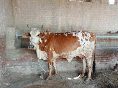 cholistani cross cow