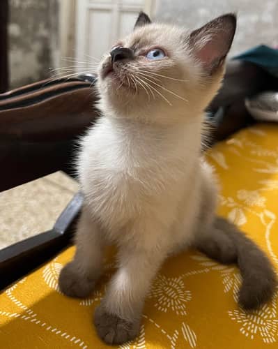 Siamese Kitten For Sale - Male & Female