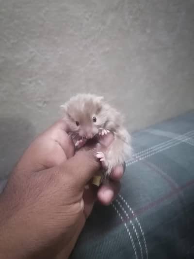 Hamsters