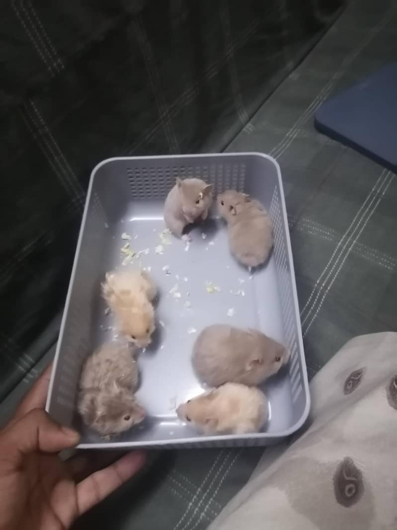 Hamsters 1